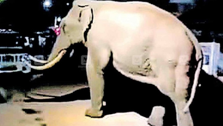 വടാട്ടു പാറയിൽ കാട്ടാന പോത്തിനെ കൊന്നു