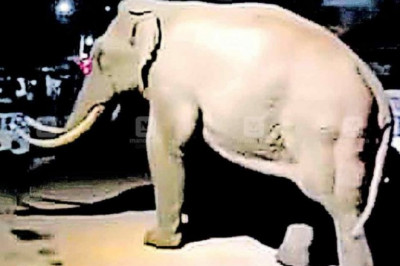 വടാട്ടു പാറയിൽ കാട്ടാന പോത്തിനെ കൊന്നു