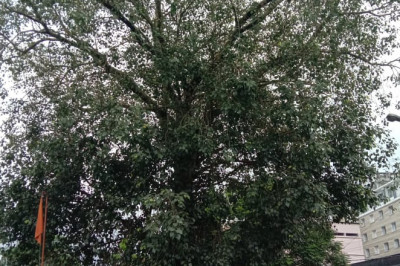ആൽമരം സംരക്ഷിക്കണമെന്നാവശ്യം ശക്തം