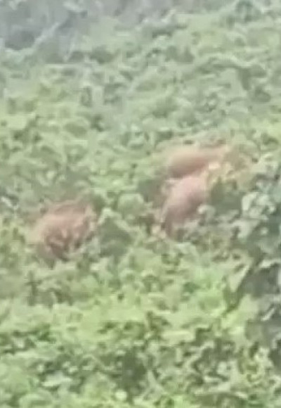 മുണ്ടക്കയത്ത് കാട്ടാനയിറങ്ങി; ഒന്നും രണ്ടുമല്ല, എത്തിയത് പത്തോളം കാട്ടാനകൾ
