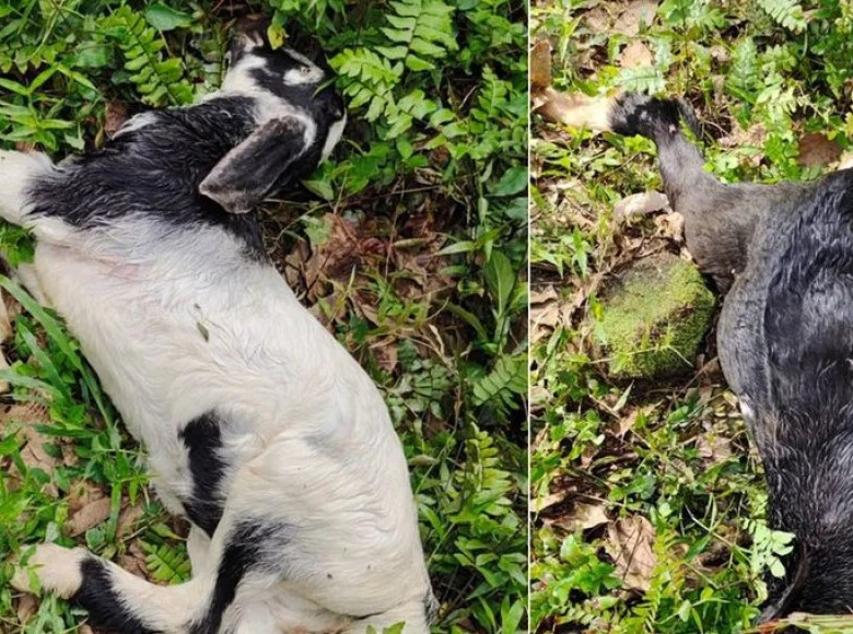 കോതമംഗലത്ത് ആടുകൾക്ക് നേരെ തെരുവ് നായ ആക്രമണം, മൂന്ന് ആടുകൾ ചത്തു, ഒന്നിനെ കടിച്ചു കീറി