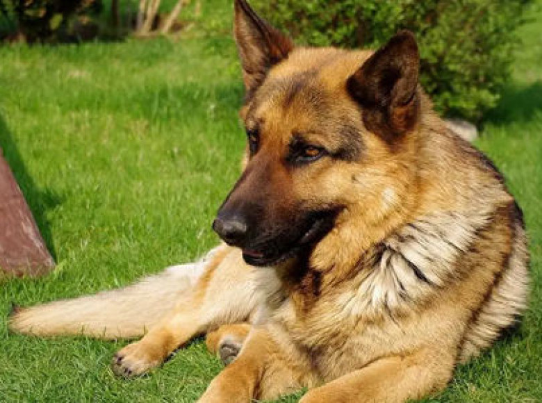 വളര്‍ത്തുനായ്ക്കള്‍ക്ക് ലൈസന്‍സും വാക്‌സിനേഷനും നിര്‍ബന്ധമാക്കി