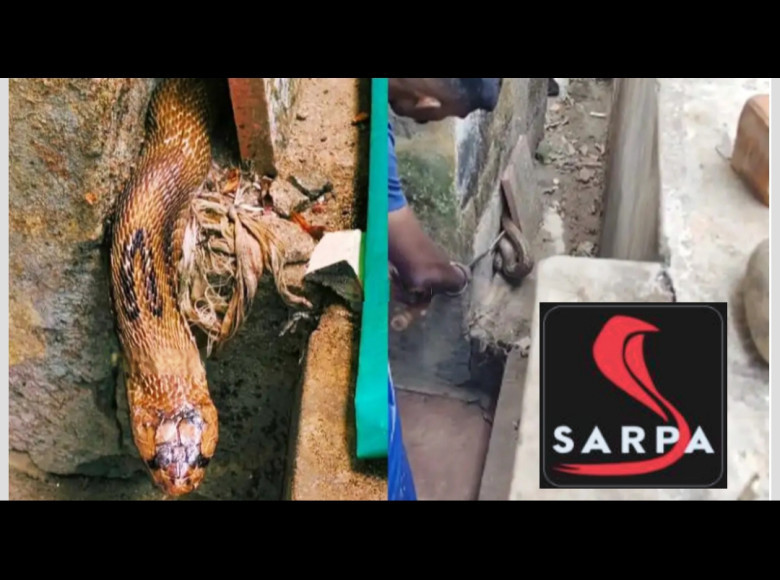 അങ്കണവാടിയില്‍ കൂറ്റൻ മൂര്‍ഖൻ പാമ്പ് ; അപകടം ഒഴിവായത് ഭാഗ്യംകൊണ്ട്